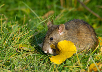 Brown rat