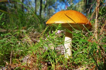 Rotkappe - red cap mushroom 10