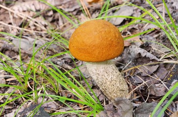 Rotkappe - red cap mushroom 11