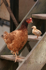Hen & Chick stand on wooden steps, Brazil