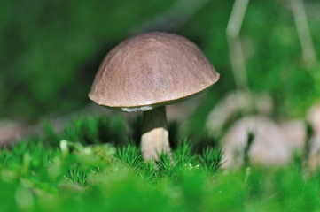 Birch bolette mushroom.