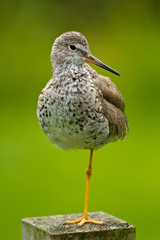 Große Gelbschenkel (Tringa melanoleuca)