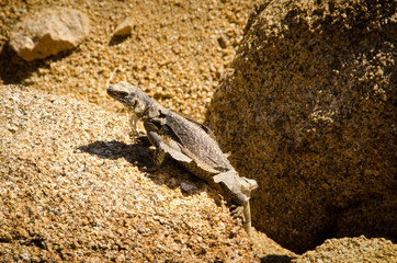 Joshua Tree National Park