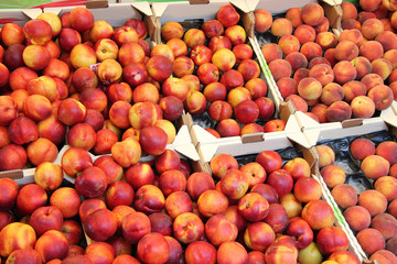 Peaches and Nectarines