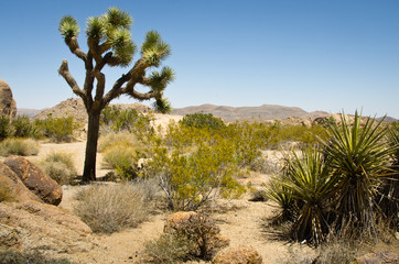 Joshua Tree National Park