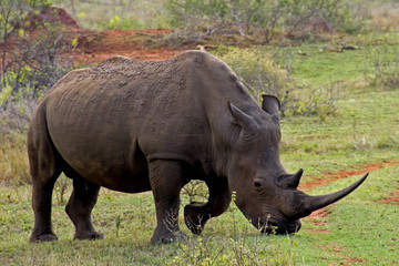 Obraz premium Beautiful white rhinoceros grazing