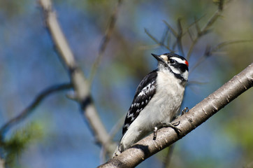 Downy Woodpecker Perched in a Tree