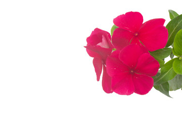 Periwinkle isolated on white background