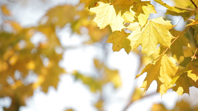 Yellowed maple trees in autumn