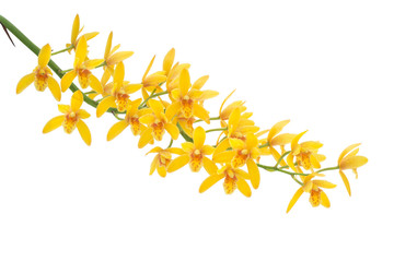 Yellow Dendrobium Orchid on White Background