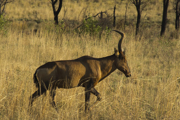 Red hartebeest in South Africa
