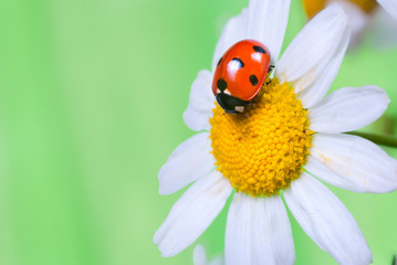 ladybug on a flower