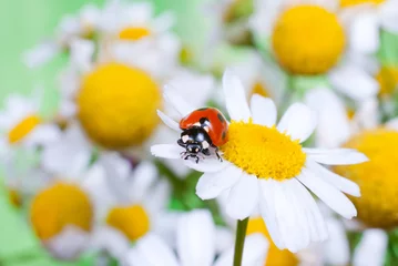 Foto op Plexiglas lieveheersbeestje op een bloem © Evgenia Tiplyashina