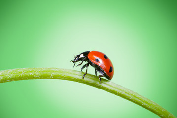 ladybug on grass