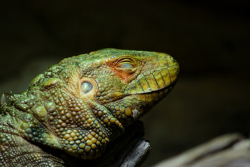 Obraz premium Dracena guaianensis