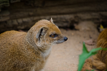Yellow mongoose (Cinyctis penicillata)
