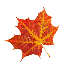 Fototapeta premium Red leaf of a maple