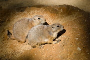 groundhogs