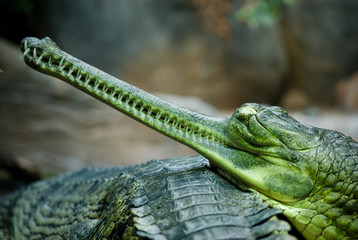 indian gavial