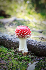 Fly Agaric