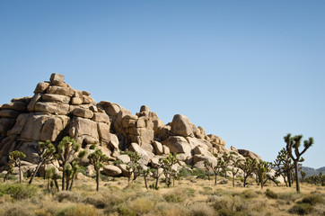 Joshua Tree National Park
