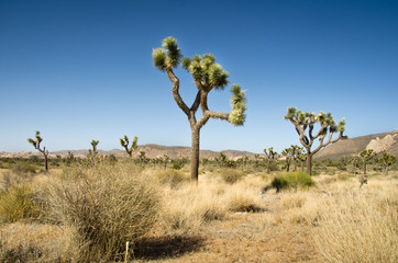Obraz premium Joshua Tree National Park