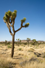 Joshua Tree National Park