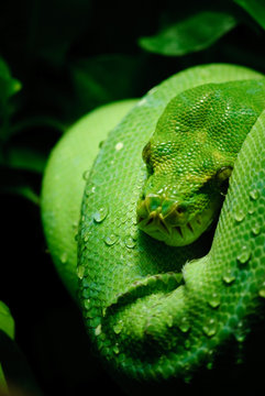green tree python