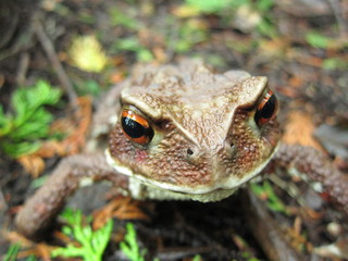 Brown Toad  in Forest