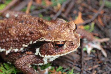 Brown Toad  in Forest