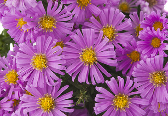 Pink small chrysanthemums