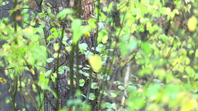Black woodpecker on aspen tree.