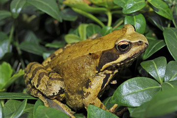 Frosch_9742
