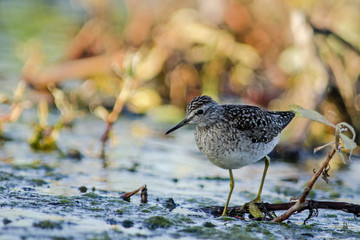 Wood Sandpiper (Tringa glareola)