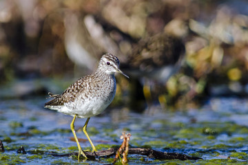 Wood Sandpiper (Tringa glareola)