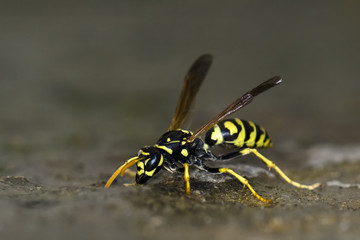 Polistes sp.