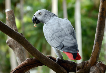 Fototapeta premium African Grey Parrot with Sunflower seeds.