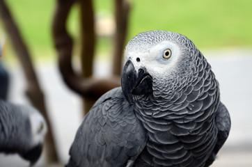 African Grey Parrot   - Psittacus erithacus in front