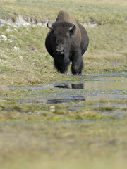 Buffalo standing in water at Yellowstone