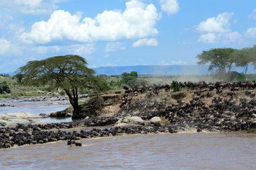 Wildebeest migration crossing the Mara River