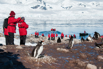 Picturing adelie penguins on the beach