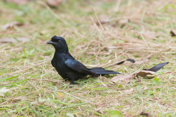 Obraz premium Black Bird