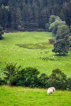 Sheep on pasture in mountain in summer