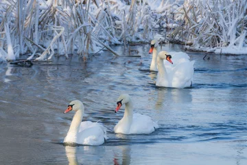 Fotobehang White swans in the river at cold winter © shaiith