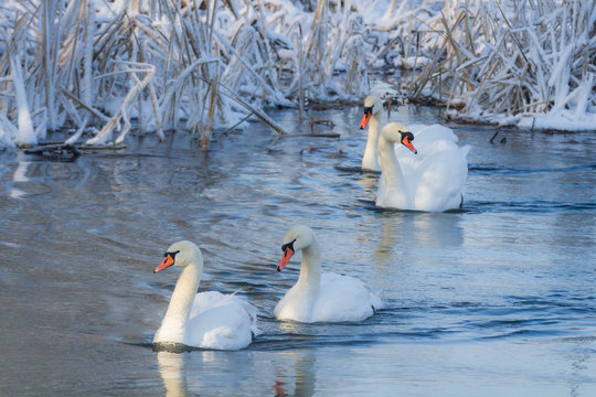 White swans in the river at cold winter