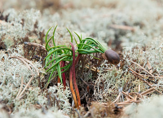Росток Сосны Сибирской Кедровой. © sergey89rus