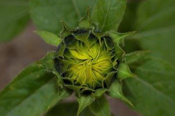 Sonnenblumenknospe