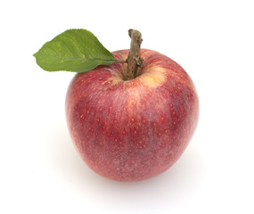 Fototapeta na wymiar Apfel, Malus domestica, Blatt