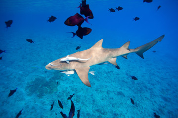 Obraz premium Lemon shark