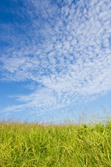 Obraz na płótnie Canvas Autumn sky and the grass